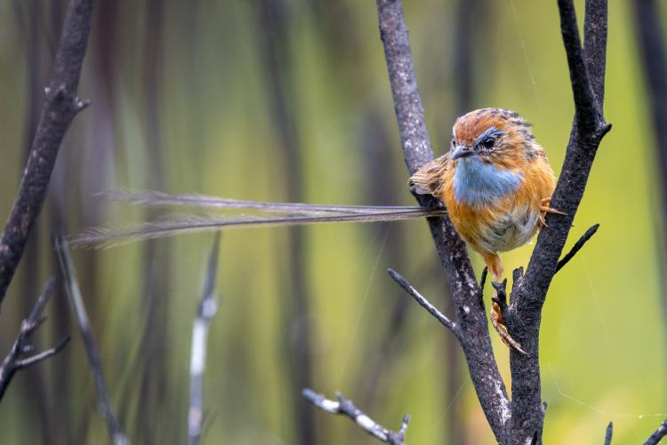 Mallacoota Birds: Southern&nbsp;Emu-wren