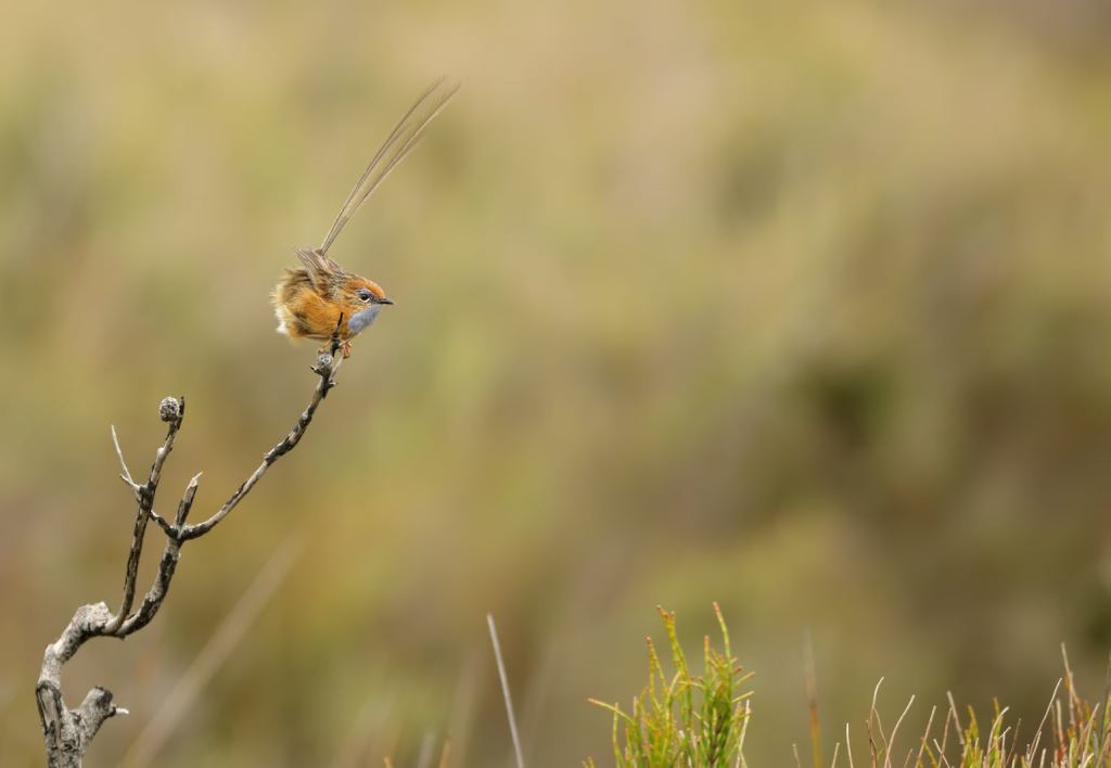 Southern Emu-wren Shipwreck Creek, Mallacoota Tim Van Leeuwen