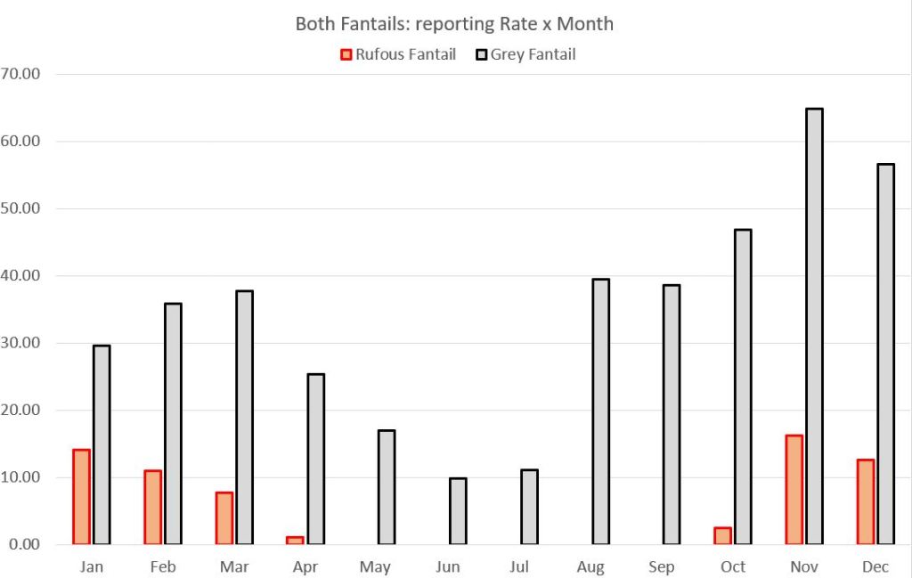 Graph: Rufous Grey Fantail sightings Mallacoota by year, by Martin Butterfield