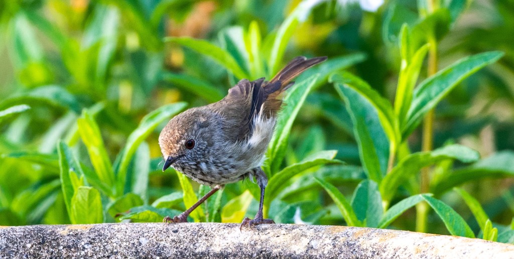 Brown Thornbill East Gippsland Rob Clay
