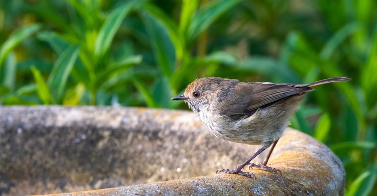 Mallacoota Birds: Brown&nbsp;Thornbill