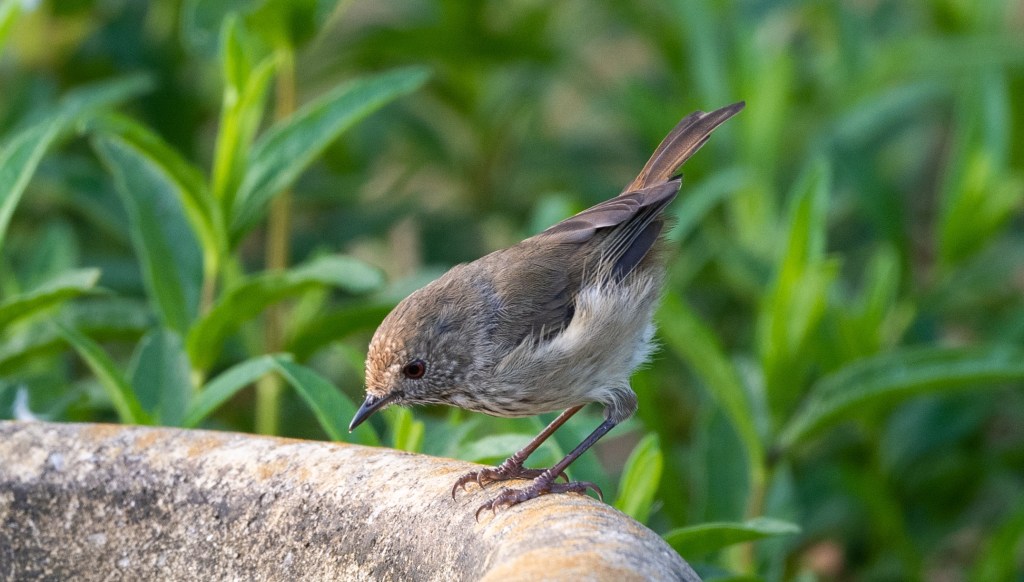 Brown Thornbill East Gippsland Rob Clay