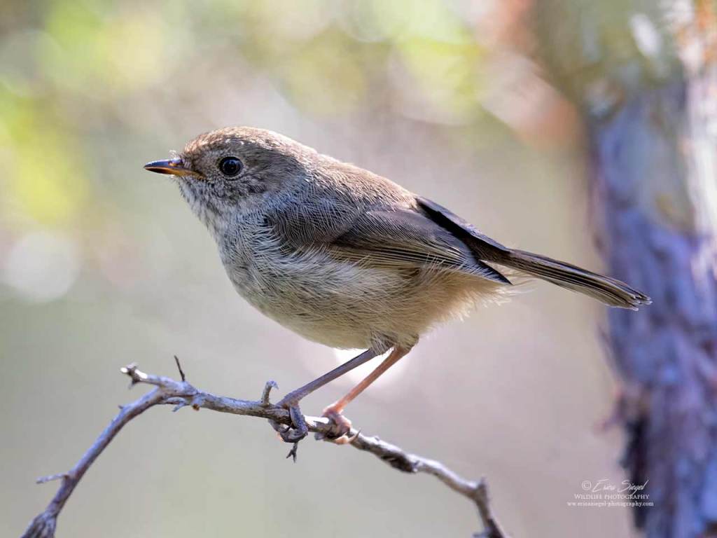Brown Thornbill juvenile Mallacoota Erica Siegel 