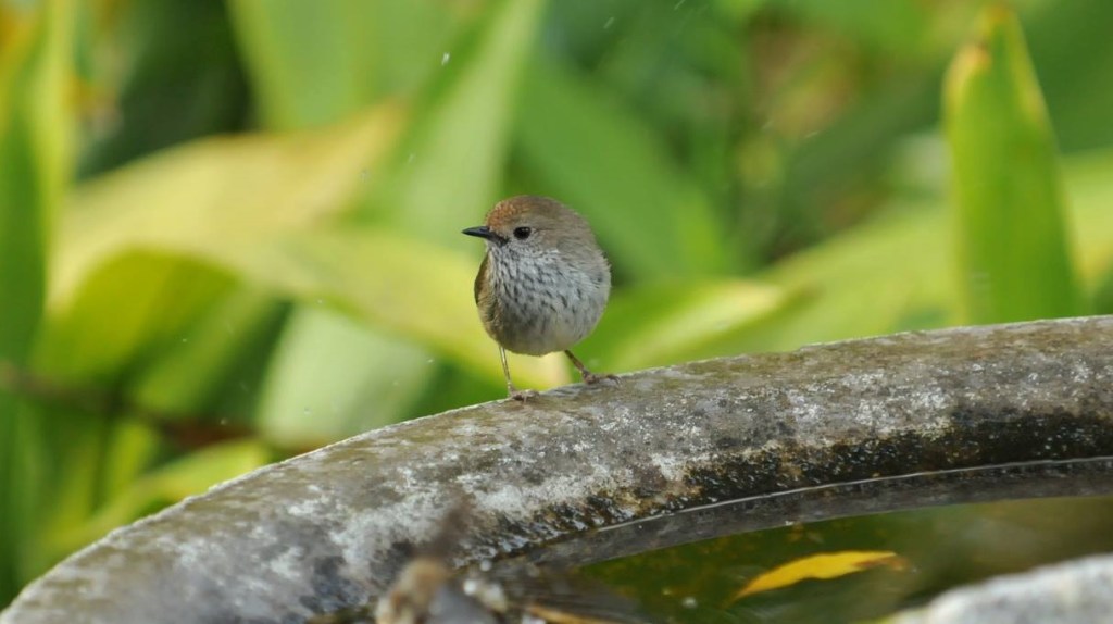 Brown Thornbill Mallacoota Michael Barnett & Gregory Storer