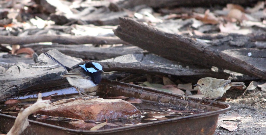 Brown Thornbill Superb Fairywren You Yangs Janine Duffy
