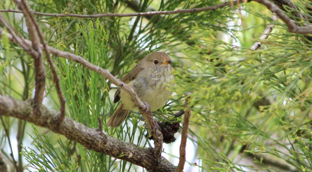 Juvenile Brown Thornbill You Yangs Janine Duffy Echidna Walkabout