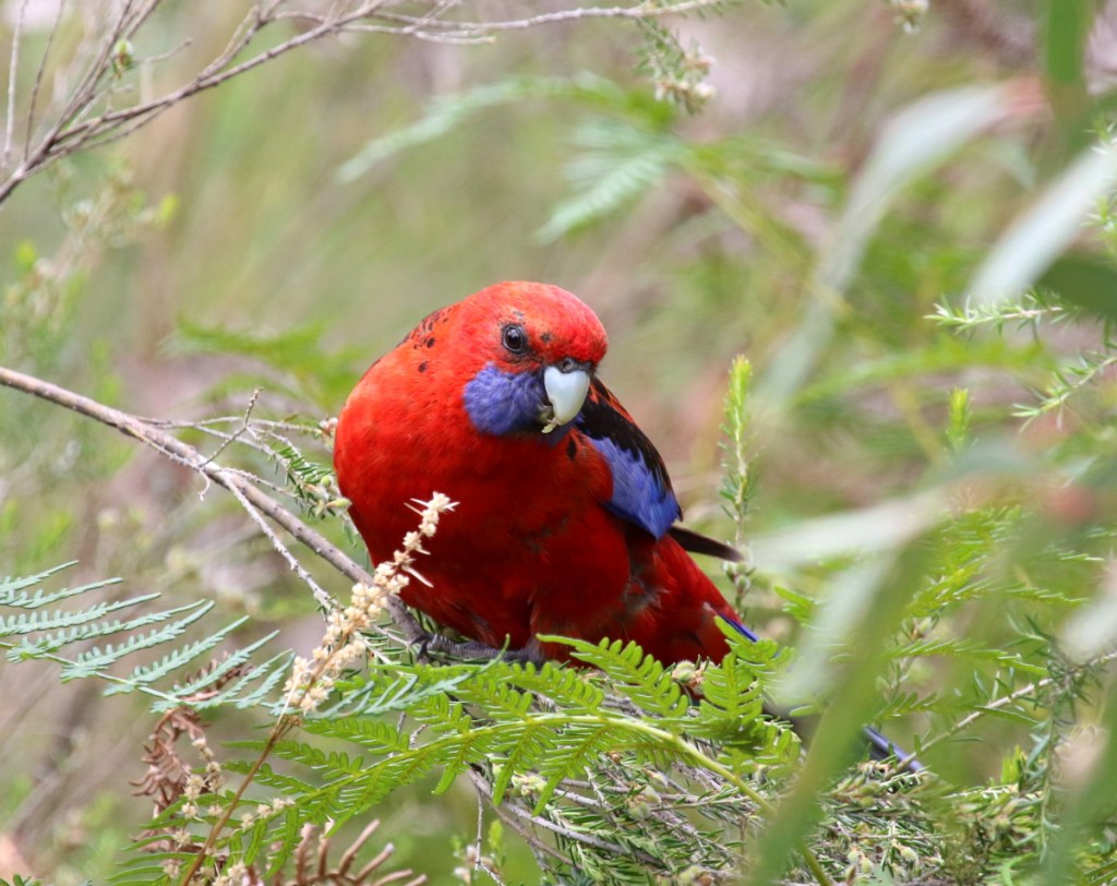 Crimson Rosella East Gippsland Echidna Walkabout