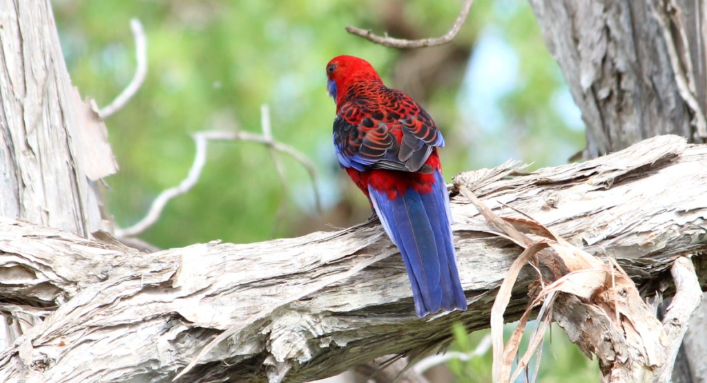Crimson Rosella male, East Gippsland Janine Duffy Echidna Walkabout