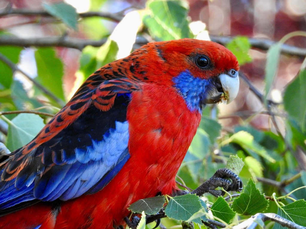 Crimson Rosella Mallacoota Caroline Jones