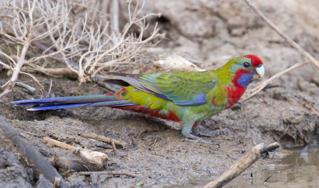 Crimson Rosella juvenile John Alan