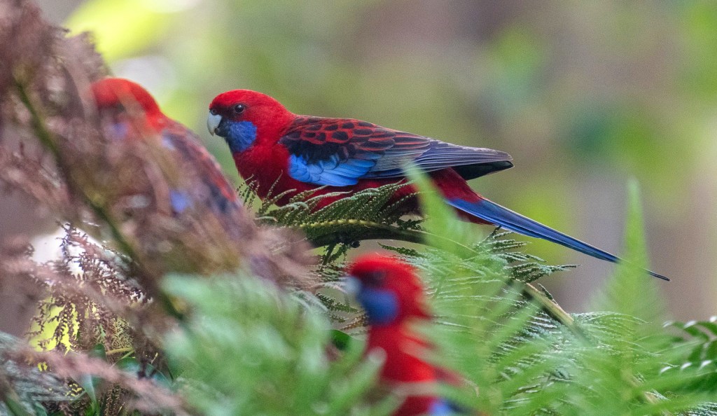 Crimson Rosella East Gippsland Rob Clay