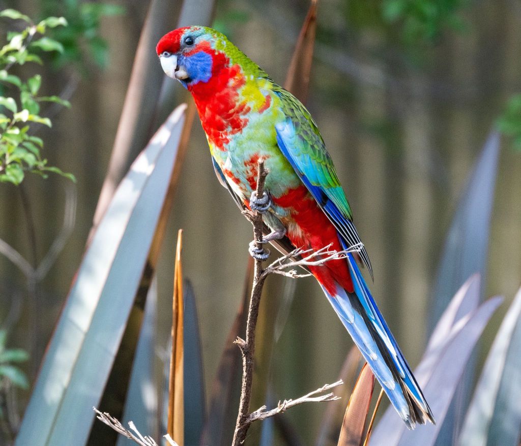 Immature Crimson Rosella Marlo Rob Clay