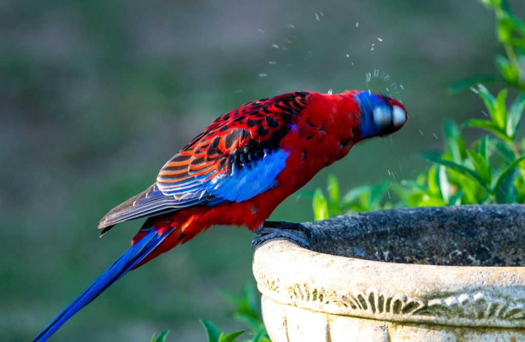 Crimson Rosella East Gippsland Rob Clay