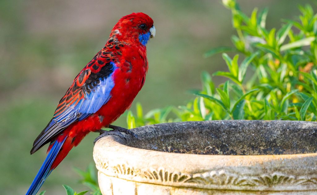 Crimson Rosella Marlo Rob Clay