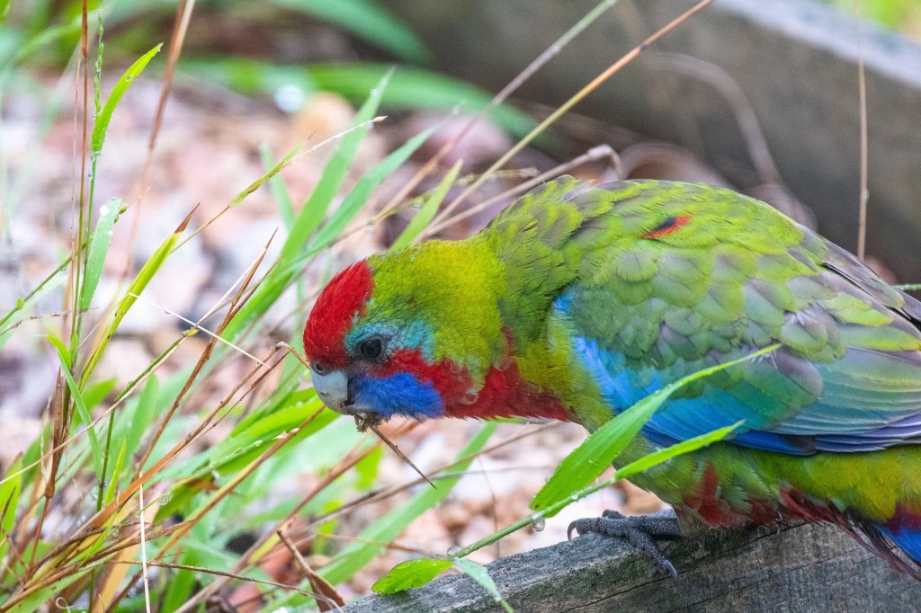 Crimson Rosella immature East Gippsland Rob Clay