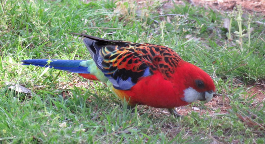 Eastern Crimson Rosella hybrid, Raymond Island by Brett Howell Echidna Walkabout