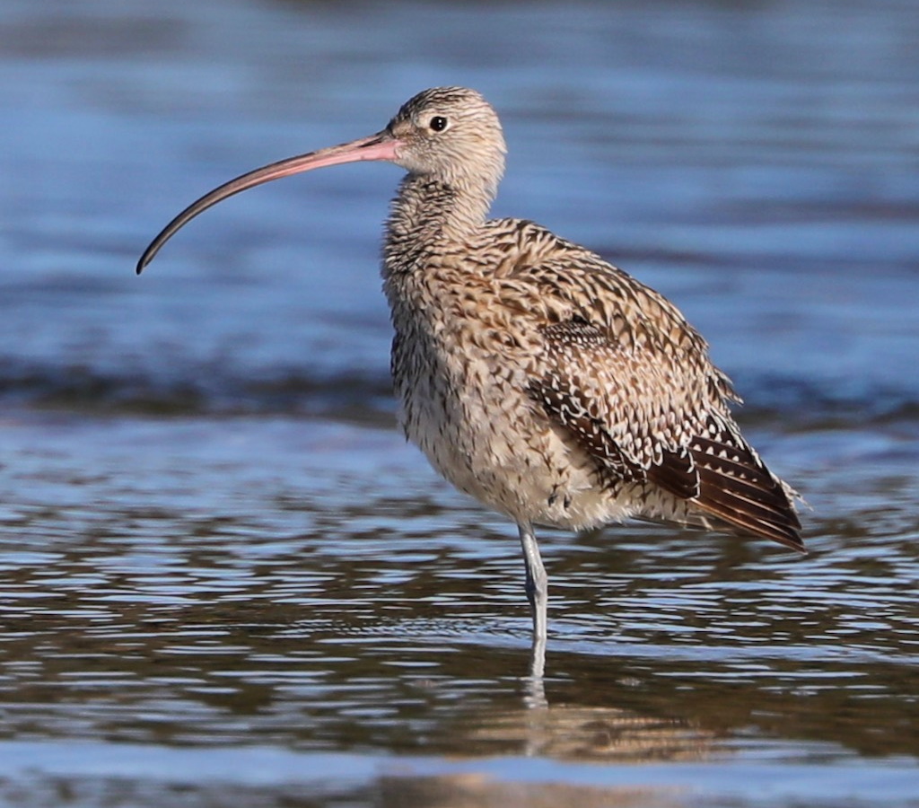 Eastern Curlew Gippsland Lakes John Hutchison