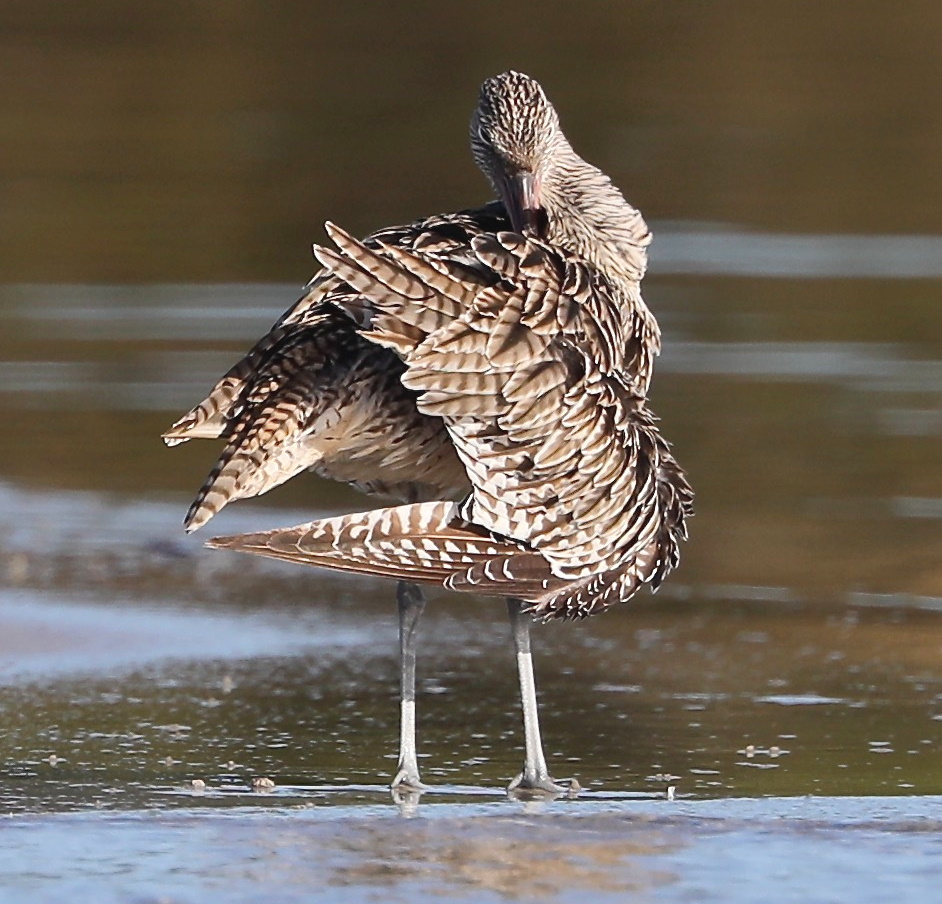 Eastern Curlew Gippsland Lakes John Hutchison