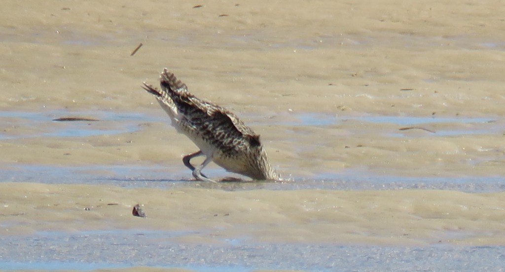 Eastern Curlew feeding Gary & Judy Smith