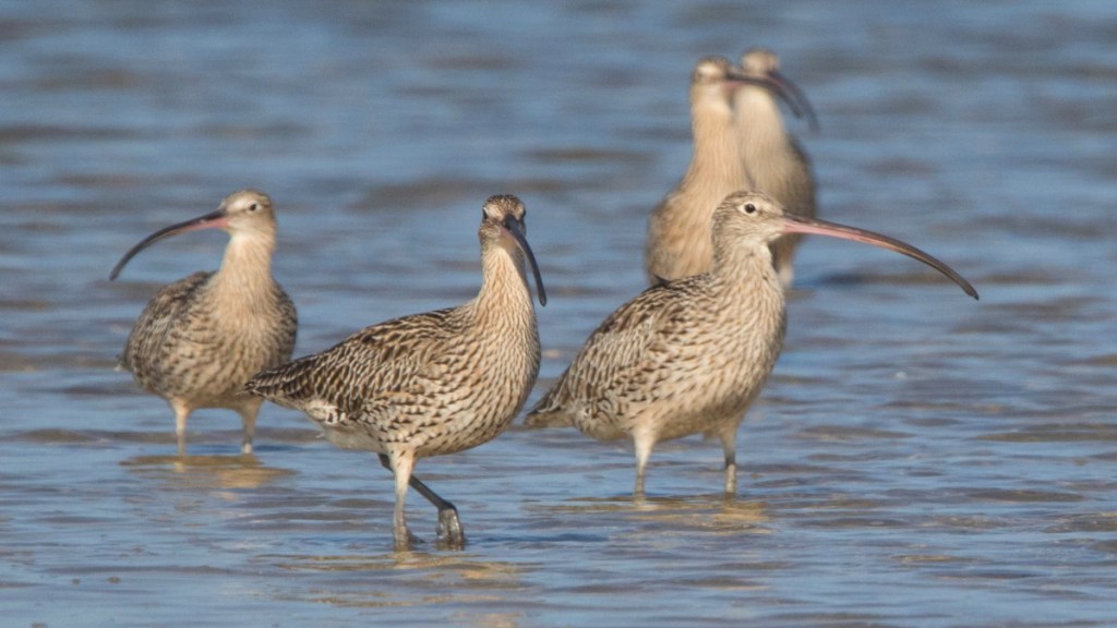 Eastern Curlew Jack Winterbottom