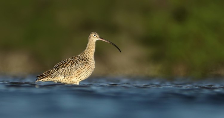 Mallacoota Birds: Eastern&nbsp;Curlew