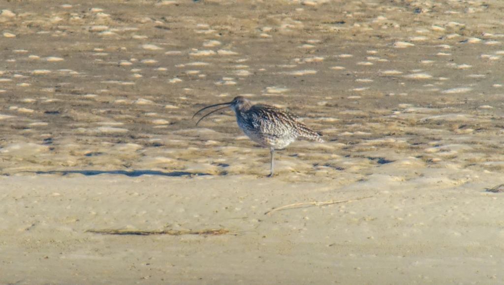 Eastern Curlew Marlo East Gippsland Rob Clay