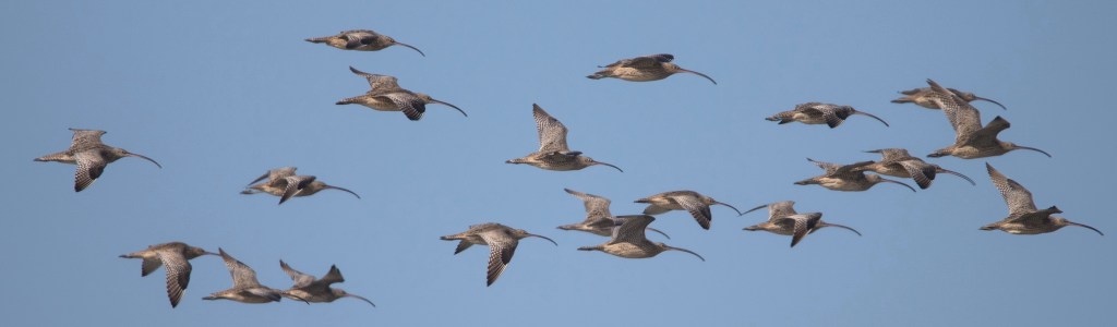 Eastern Curlew flight Jack Winterbottom