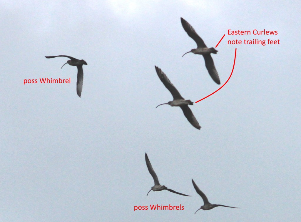 Eastern Curlew, Whimbrel in flight Darwin Janine Duffy Echidna Walkabout