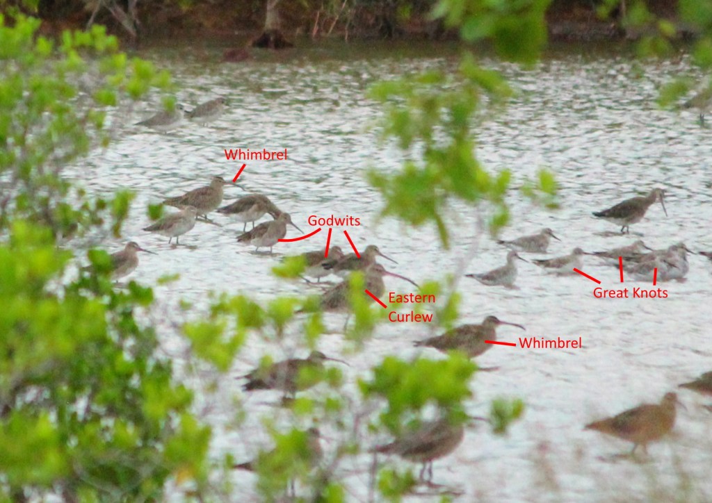 Eastern Curlew, Whimbrel, godwits, knots Darwin Janine Duffy Echidna Walkabout