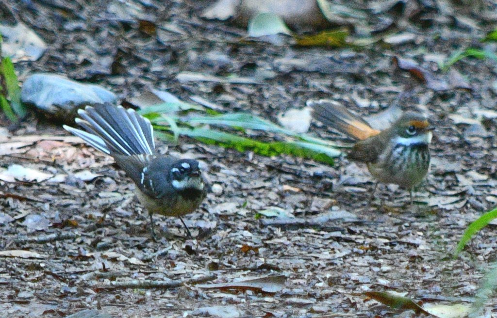 Rufous Grey Fantail Penelope Lind