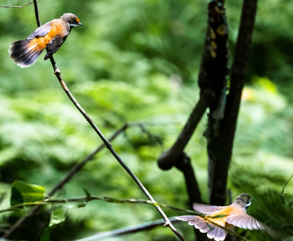 Rufous Fantails East Gippsland Rob Clay