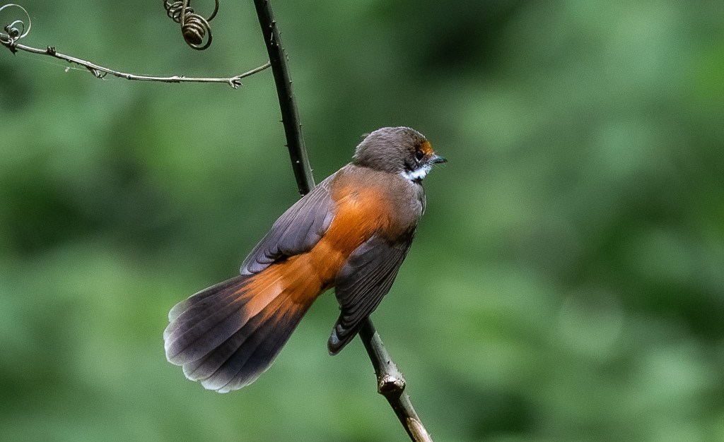 Rufous Fantail Marlo Rob Clay