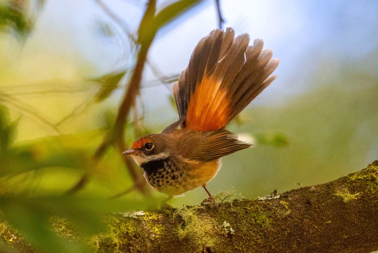 Mallacoota Birds: Rufous&nbsp;Fantail