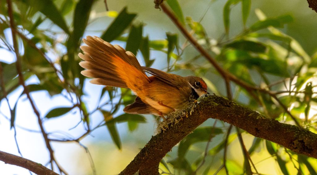 Rufous Fantail Cabbage Tree Palms Rob Clay