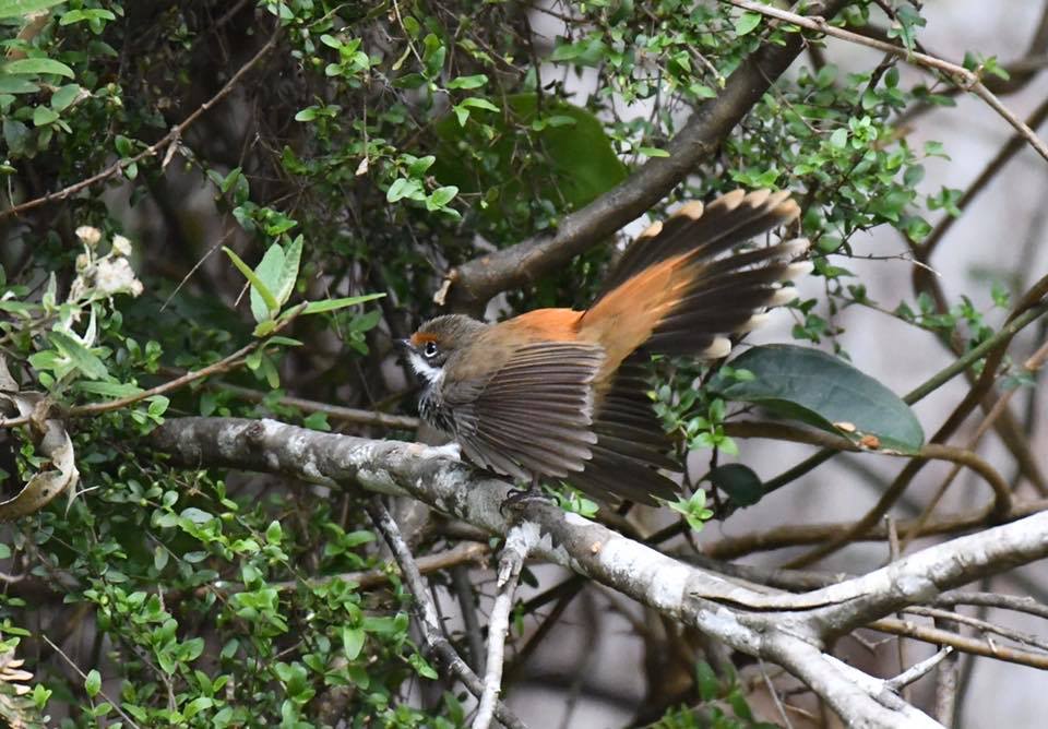Rufous Fantail Cabbage Tree Palms Rob Clay