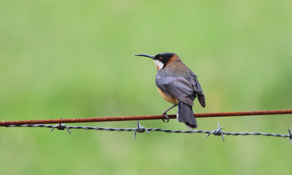 Eastern Spinebill Mallacoota Echidna Walkabout