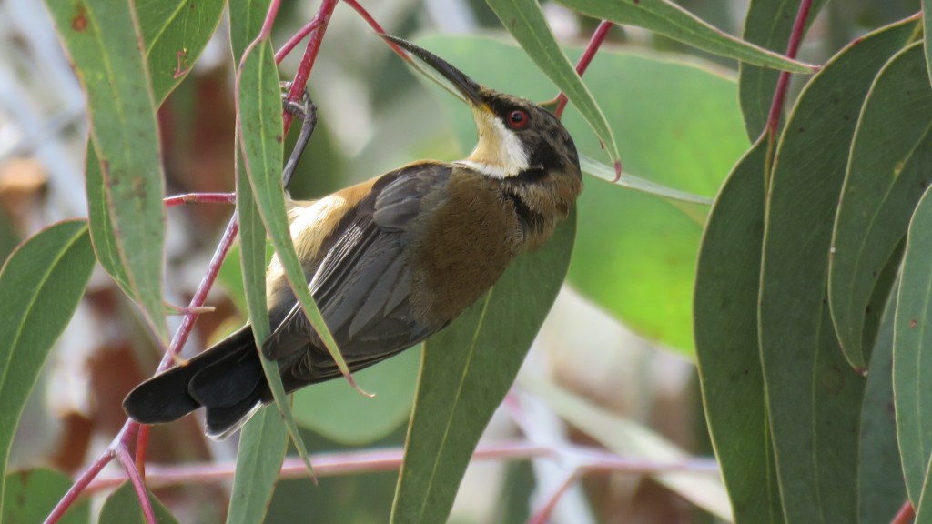 immature Eastern Spinebill Gary & Judy Smith