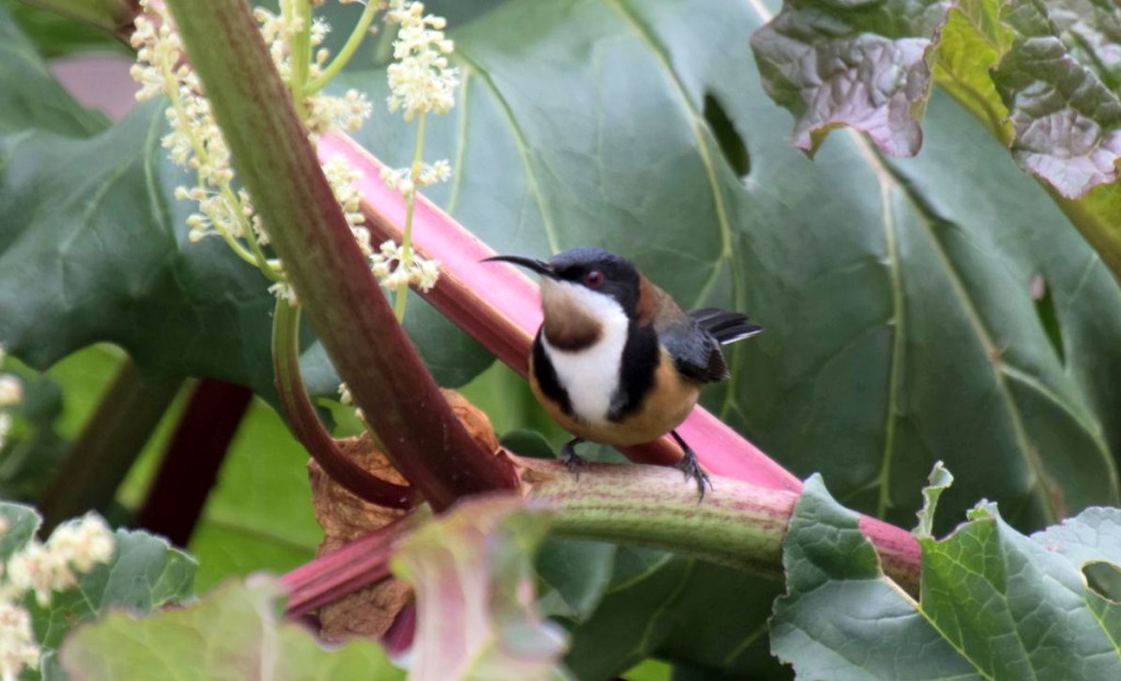 Eastern Spinebill Mallacoota Caroline Jones