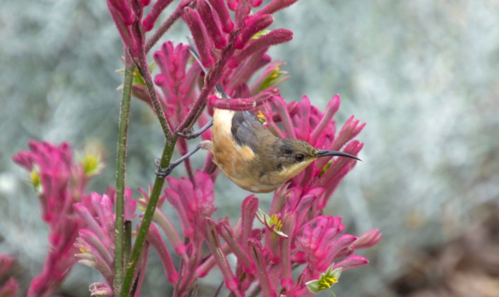 Eastern Spinebill Mallacoota Caroline Jones