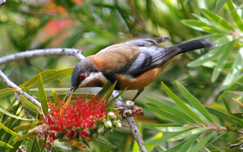 female Eastern Spinebill Mallacoota Michael Barnett