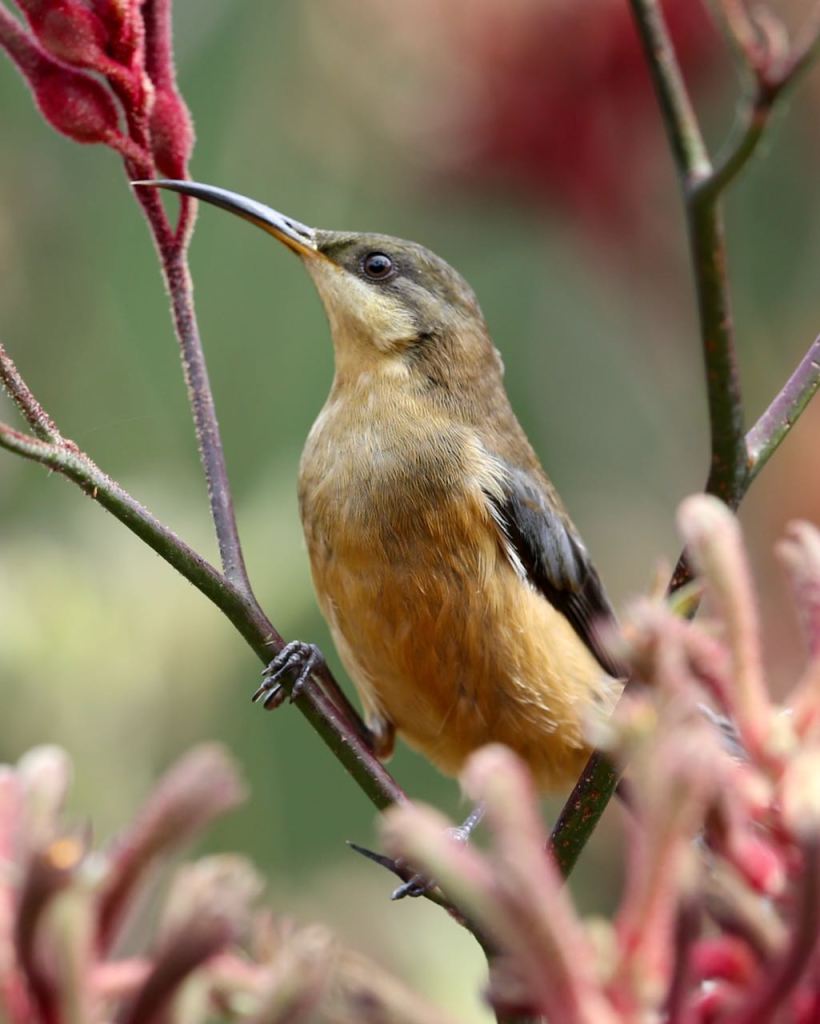 juvenile Eastern Spinebill Sarsfield John Hutchison
