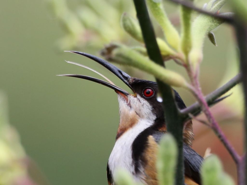 Eastern Spinebill tongue out John Hutchison