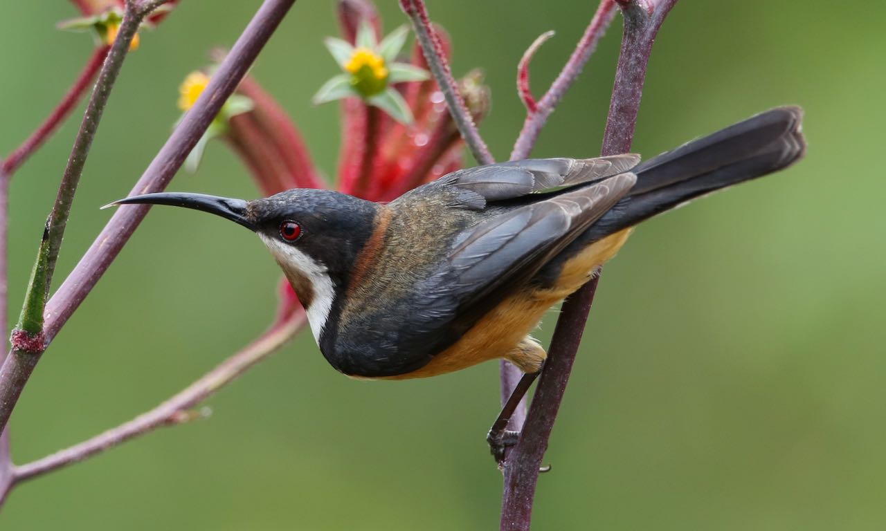Eastern Spinebill Sarsfield John Hutchison