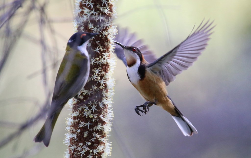 Eastern Spinebill White-naped Honeyeater grass-tree Echidna Walkabout