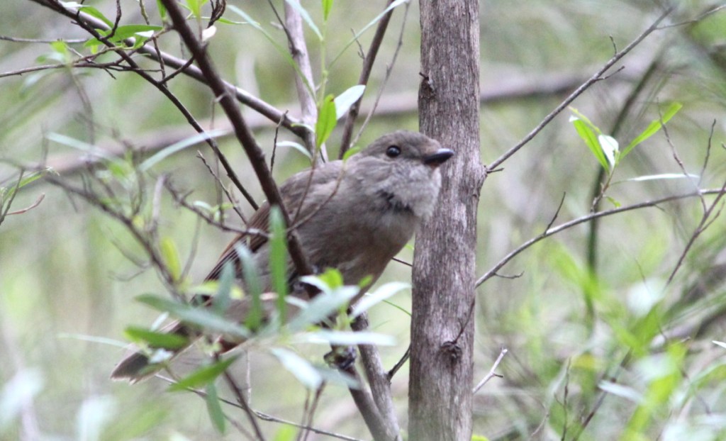 Adult female Golden Whistler East Gippsland Echidna Walkabout