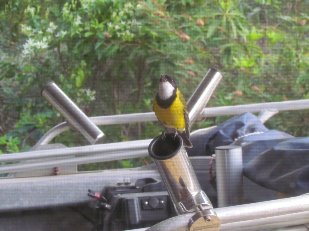 Adult male Golden Whistler at Mallacoota Edna June Brady