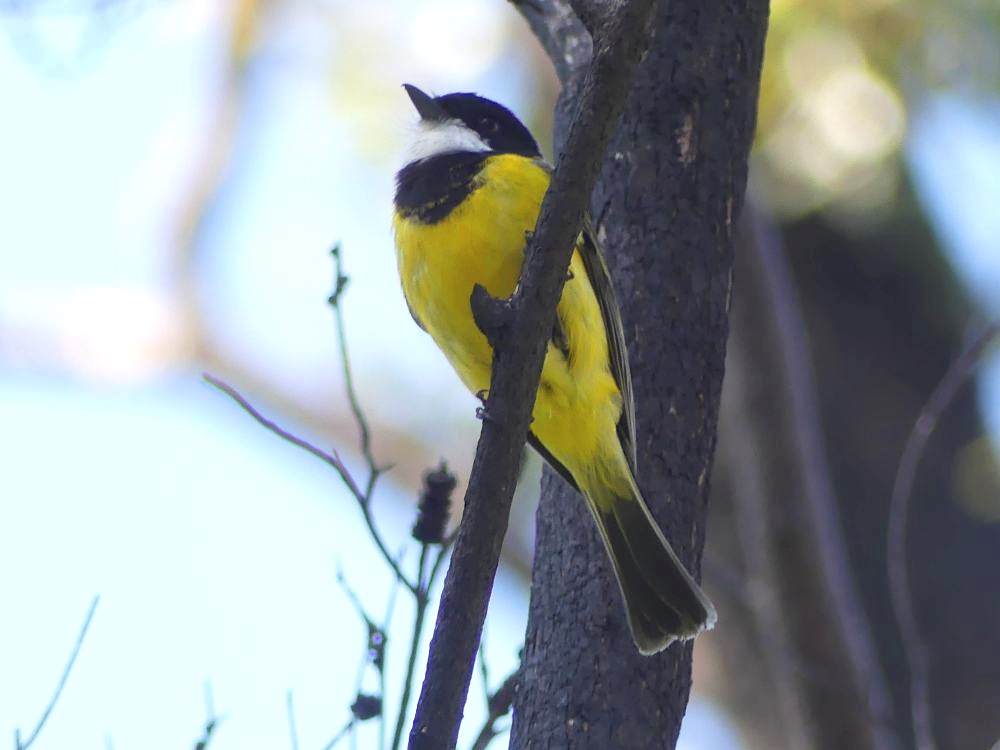 Golden Whistler male Mallacoota Martin Butterfield