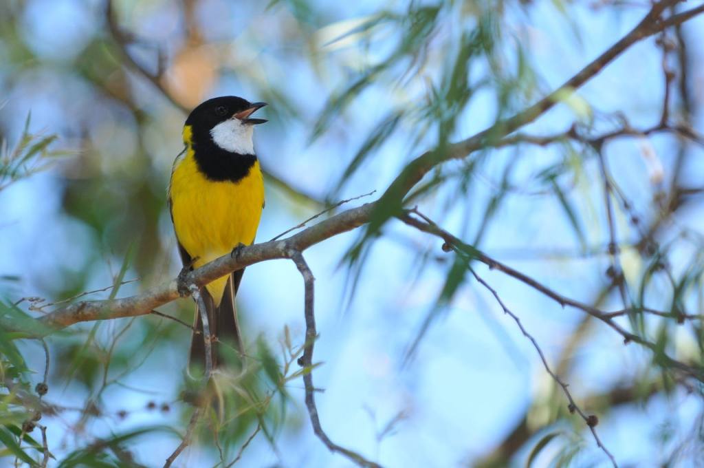Male Golden Whistler Mallacoota Michael Barnett & Gregory Storer