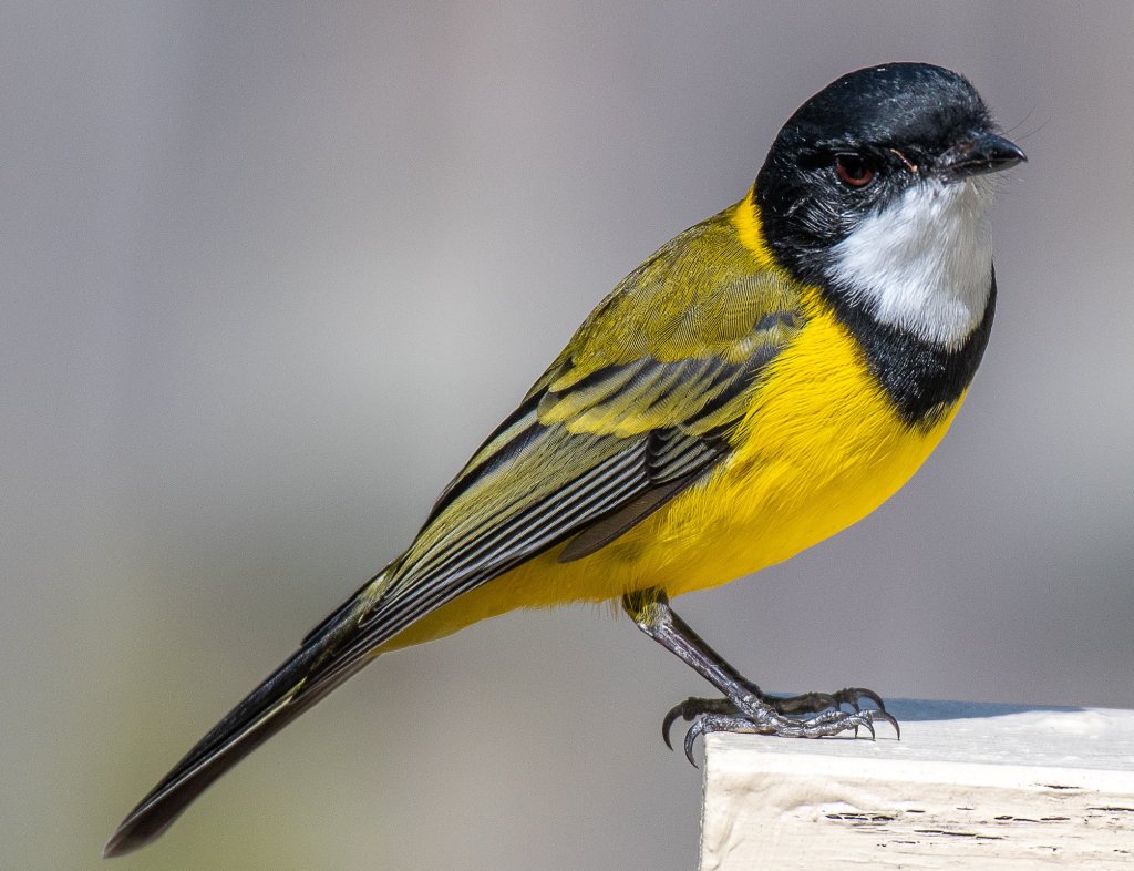 Male Golden Whistler East Gippsland Rob Clay