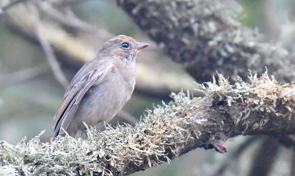 immature olden Whistler Marlo by Rob Clay